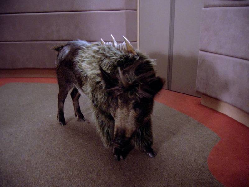 Worf's childhood pet, a Klingon Targ. Looks like a pig with a mane and 3 spikes on it's back.